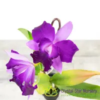 Rlc Alisun Spring x Cattleya Alisun Blue Star 'Nui Nui Tear'