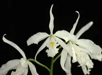 C. maxima alba x sib ('C.H. Super 2014' x 'C.H. #3') (C1943) (Cattleya - - maxima )