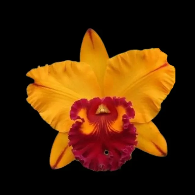 Cattleya Alliance: Blc. Tainan Gold AM/AOS 'Golden Oriole'