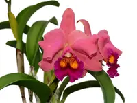 Rhyncholaeliocattleya Wayra