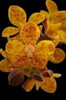 Vandopsis gigantea (Small – Medium)