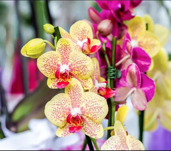 Phalaenopsis Cleopatra