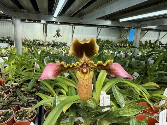 Paphiopedilum hirsutissimum x sib (Paphiopedilum)