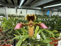 Paphiopedilum hirsutissimum x sib (‘Gold Country’ x ‘Lehua’s JEM II’ AM/AOS) DJS08