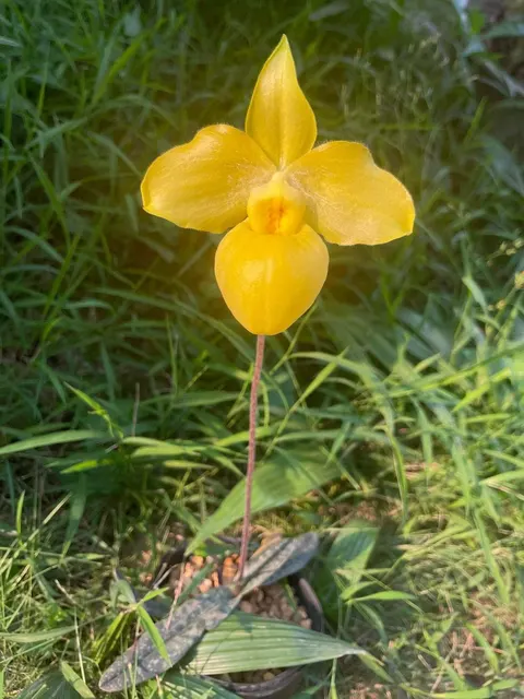 Paphiopedilum armeniacum (Paphiopedilum)