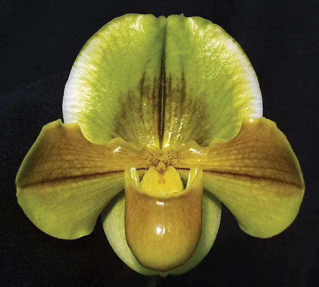Paphiopedilum Harvest Time