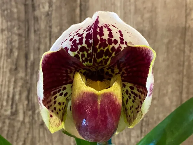 Paphiopedilum California Girl 'Sweetie' x Perfect Spots '#6'