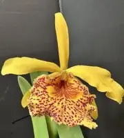 Bc. Keowee 'Mendenhall' (C. Lorraine Shirai x B. nodosa)