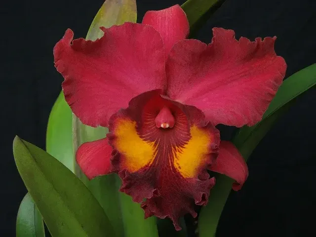 Potinara Shinfong Crown