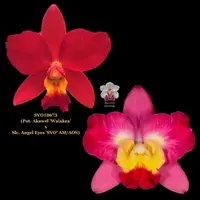 Cattleya Orchid Seedling SVO10673 (Pot. Akawel 'Waiakea' x Slc. Angel Eyes 'SVO' AM/AOS)