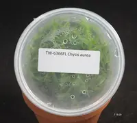 FLASK Chysis aurea