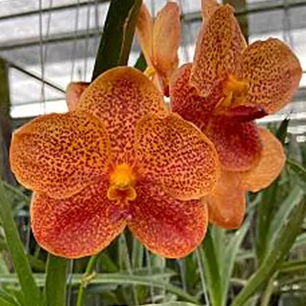 Vanda Fuchs Harvest Moon x Dhong Chai Pulaswat