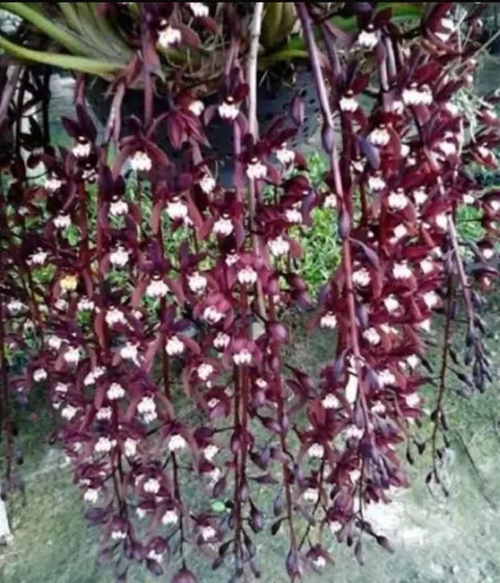 Cymbidium atropurpureum (Cymbidium)