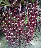 Cymbidium atropurpureum — 9 cm / No