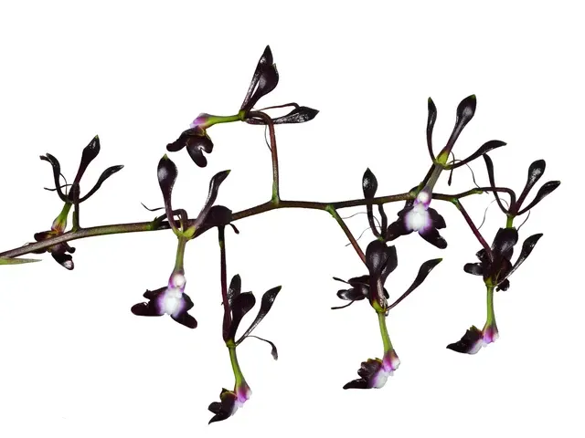 Epidendrum melanoporphyreum (Epidendrum)