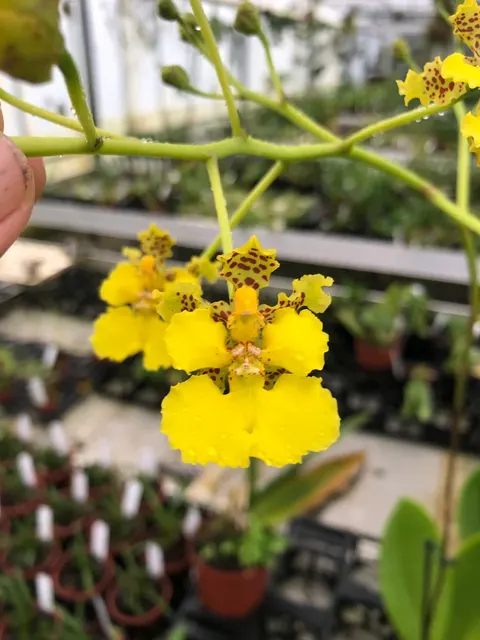 Lophiaris cavendishiana