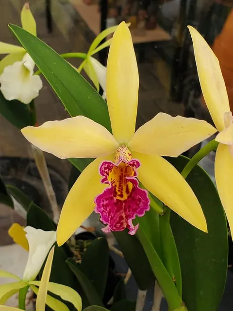 Rhynchobrassoleya Golden Tang x Richard Muller 'STK'
