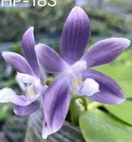 Phalaenopsis Tetraspis (MHP-183) — 2.5" Pot / Without Spike