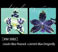 Phalaenopsis LL Blue Egret (Phal. Lioulin Blue Peacock x Jamie's Blue Dragonfly)