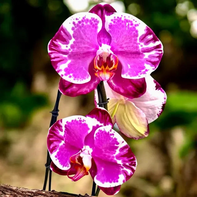 Phalaenopsis Sacrifice
