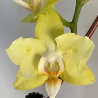 Phalaenopsis Fangmei Green Light 2.5"