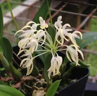 Bulbophyllum laxiflorum
