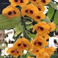 Dendrobium Chrysanthum