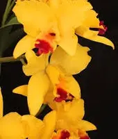 Blc. Tokyo Magic
