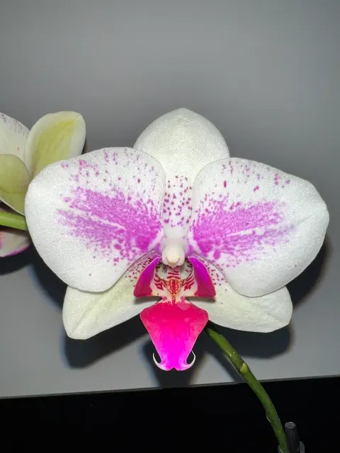 Phalaenopsis Miroflora