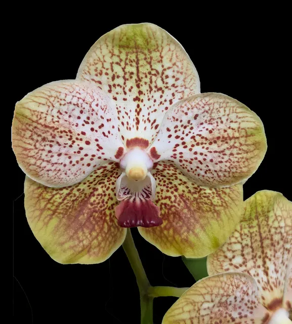 Vanda Ellen White (Vanda)