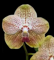 Vanda Ellen White