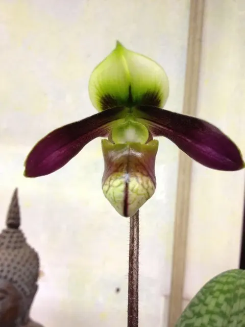 Paphiopedilum sangii var. ayubianum (Paphiopedilum)