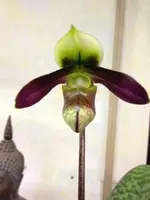 Paphiopedilum sangii var. ayubianum