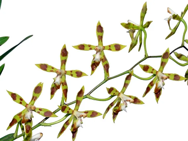Oncidium reversoides (Oncidium)