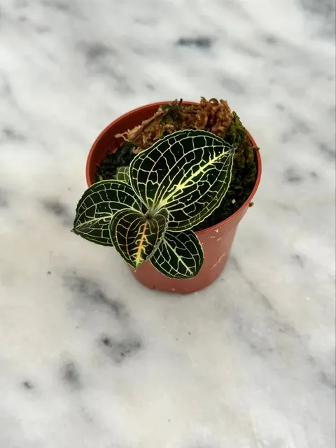 Anoectochilus formosanus x burmanicus (Anoectochilus)