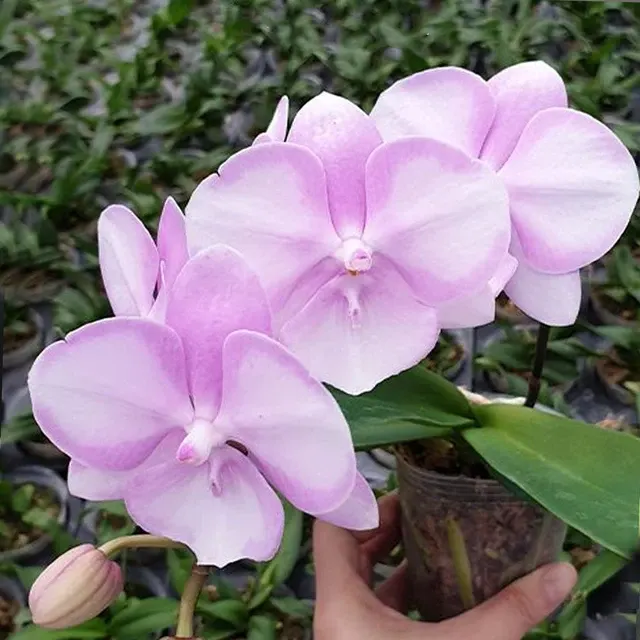 Phalaenopsis SKB Sakura
