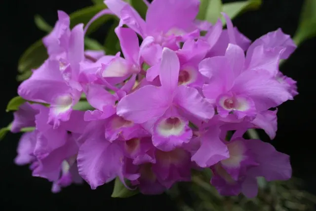 Cattleya skinneri 'Waldor'