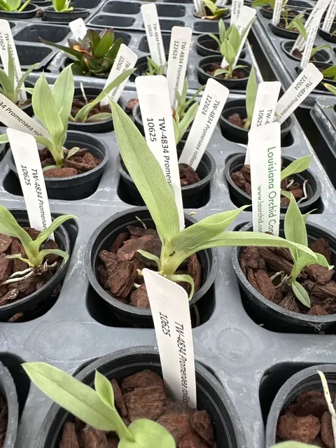 Promenea rollissoni (Promenaea)