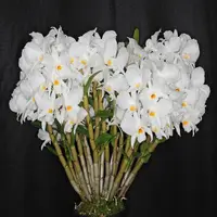 Dendrobium infundibulum sp.