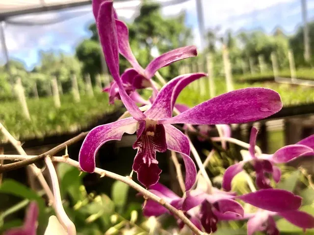 Dendrobium Hawaiian Twinkles