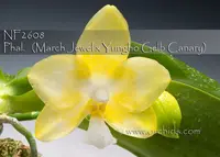 Phal. Norman's Green Jewel (March Jewel ' Jade ' x Yungho Gelb Canary )