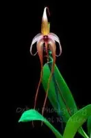 Bulbophyllum echinolabium — BS / Nonblooming