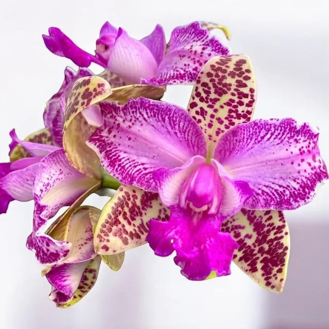 Cattleya Yuan Dung Sweet *parfumata 'Dragon Fruit' (Cattleya)