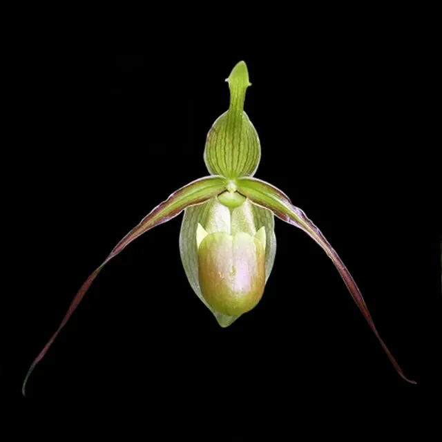 Phragmipedium longifolium 'clb'