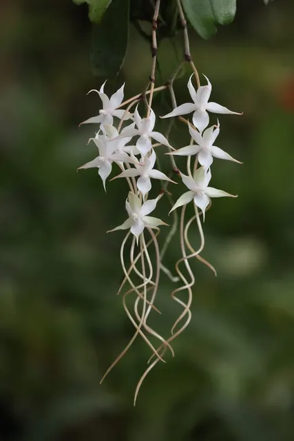 Aerangis splendida (Aerangis)