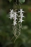 Aerangis splendida