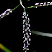 Schoenorchis gemmata sp.