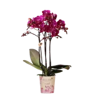 Paarse orchidee ‘Morelia’ Ø9cm