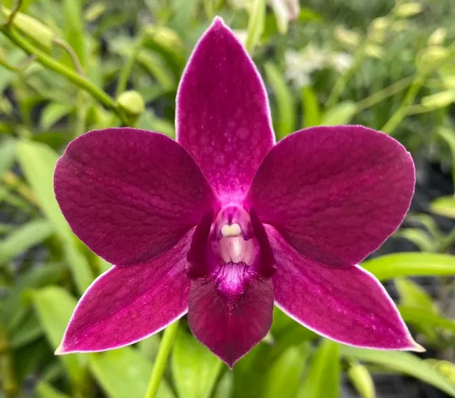 Dendrobium Burana Red Star