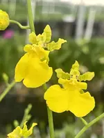 Onc. Gower Ramsey ‘Yellow’